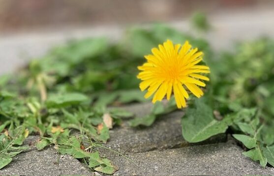 De vergeten traditie van de westerse natuurgeneeskunde